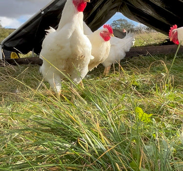 Christmas Cockerel - Pasture Raised High Welfare - Christmas Box