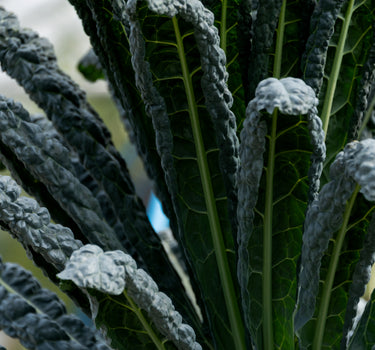 Black Tuscan Kale (Cavelo Nero)