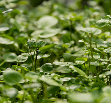 Watercress - 'Organic'