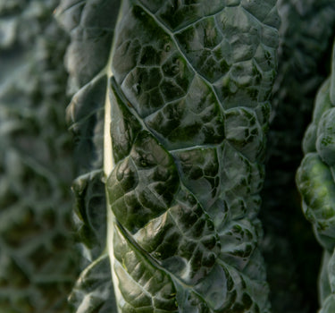 Black Tuscan Kale (Cavelo Nero)