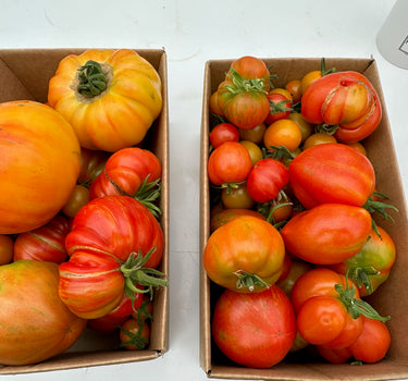 Tomato Club 2024 - Farm Share Subscription - 1kg per fortnight (x6) NOW FULLY SUBSCRIBED
